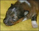 Welpen von Dino Marino De Casa Wolveson